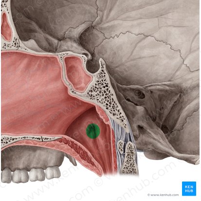 Abertura faríngea da tuba auditiva (Ostium pharyngeum tubae auditivae); Imagem: Yousun Koh
