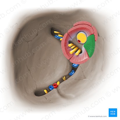 Medial rectus muscle (Musculus rectus medialis); Image: Paul Kim