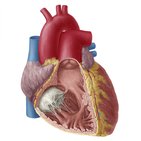 Tricuspid valve 
