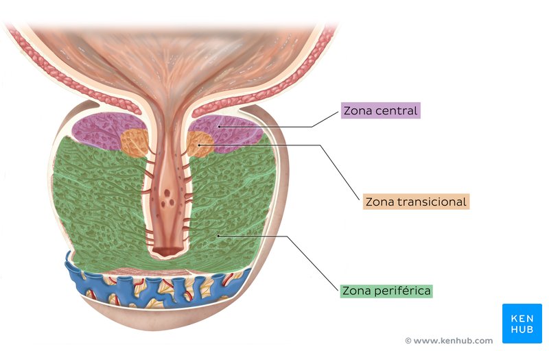 Próstata: Anatomía, y función |