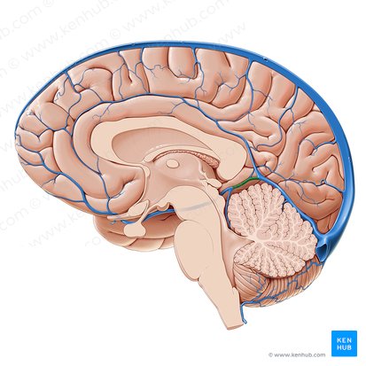 Great cerebral vein (Vena magna cerebri); Image: Paul Kim