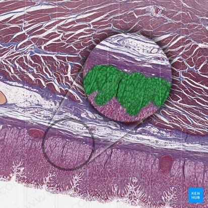 Pyloric gland (Glandula pylorica); Image: 