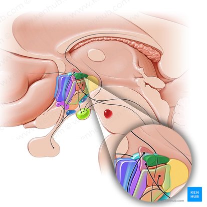 Area hypothalamica dorsalis (Dorsale Hypothalamusregion); Bild: Paul Kim