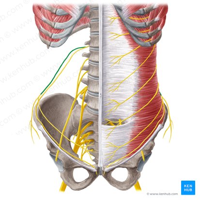 Iliohypogastric nerve (Nervus iliohypogastricus); Image: Yousun Koh