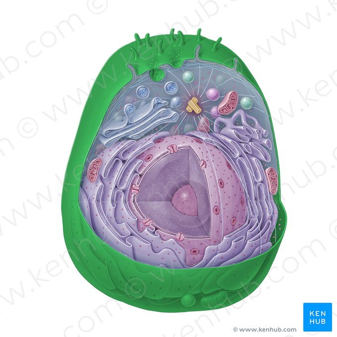 Membrana plasmática (Plasmalemma); Imagen: Paul Kim