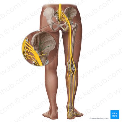 Superior gluteal nerve (Nervus gluteus superior); Image: Irina Münstermann