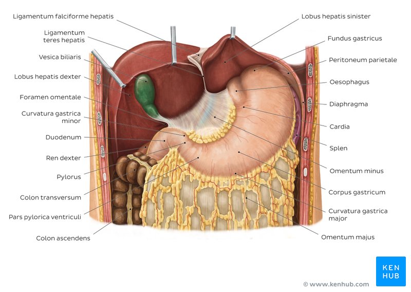 Übersicht Lage des Magens und benachbarte Strukturen - ventrale Ansicht