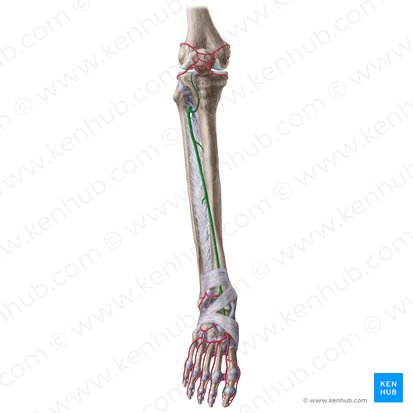Anterior tibial artery (Arteria tibialis anterior); Image: Liene Znotina