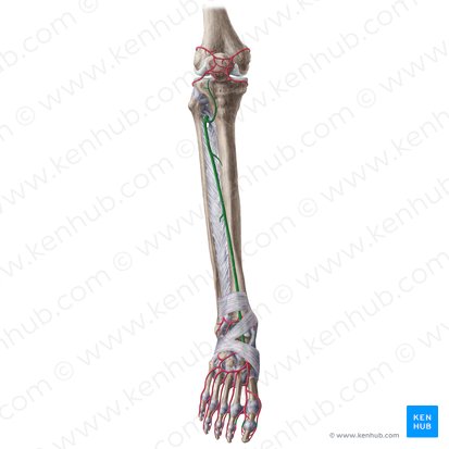 Artéria tibial anterior (Arteria tibialis anterior); Imagem: Liene Znotina