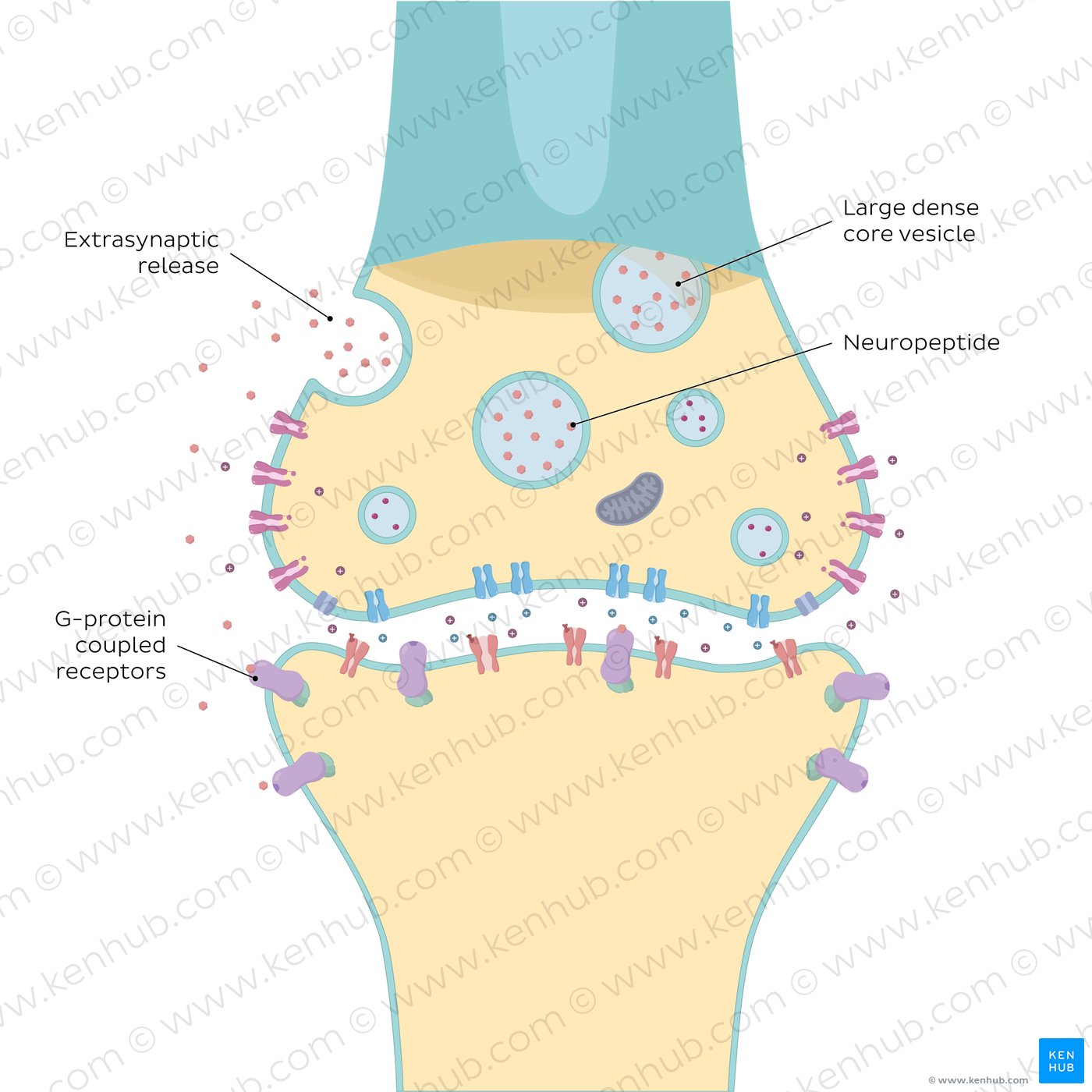 Neuropeptide action shown in a synapse.