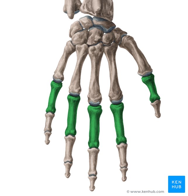 Falanges da mão: Anatomia e função | Kenhub