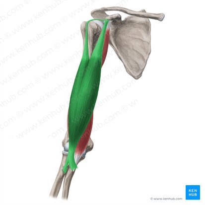 Musculus biceps brachii (Zweiköpfiger Oberarmmuskel); Bild: Yousun Koh