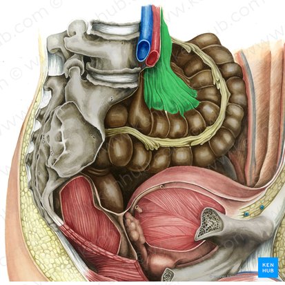 Mésocôlon sigmoïde (Mesocolon sigmoideum); Image : Irina Münstermann
