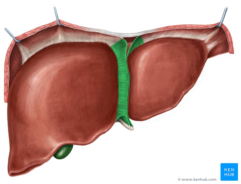 Falciform ligament of the liver - ventral view