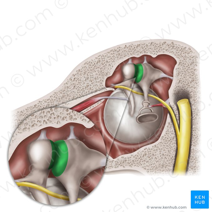 Incudomallear joint (Articulatio incudomallearis); Image: Mao Miyamoto