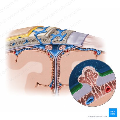 Endothelium (Endothel); Bild: Paul Kim
