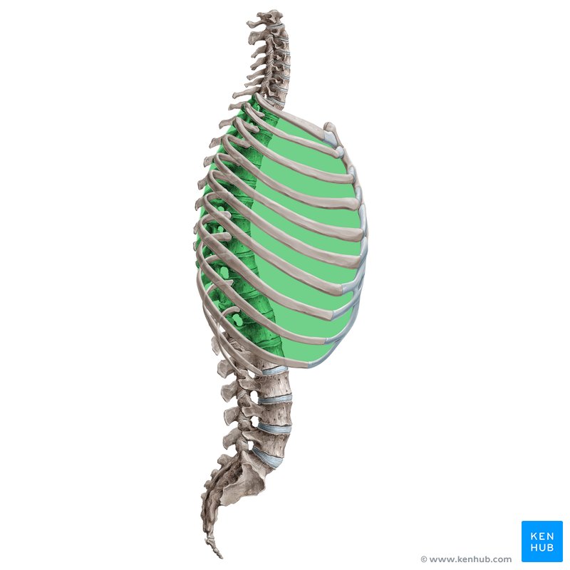 Intercostal spaces anatomy