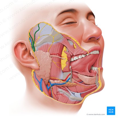 Artéria temporal superficial (Arteria temporalis superficialis); Imagem: Paul Kim