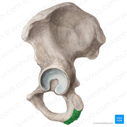 Tuberosidad del isquion (Tuber ischiadicum); Imagen: Liene Znotina