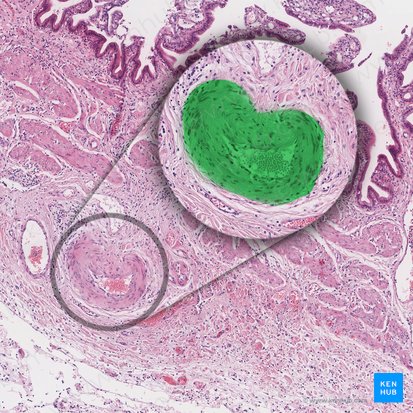 Artery (Arteria); Image: 