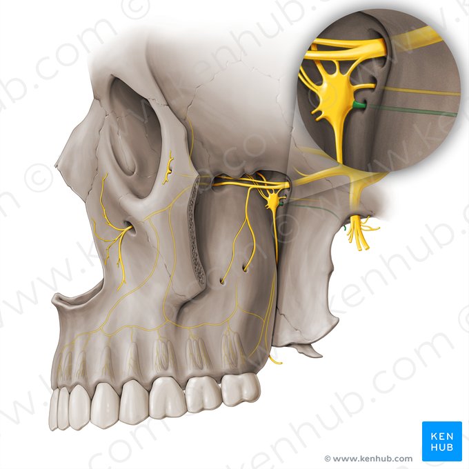 Pharyngeal nerve (Nervus pharyngeus); Image: Paul Kim