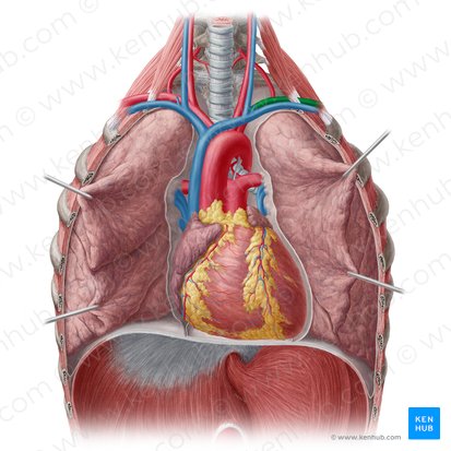 Arteria subclavia sinistra (Linke Unterschlüsselbeinarterie); Bild: Yousun Koh