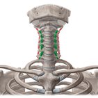 Músculos intertransversários anteriores do pescoço
