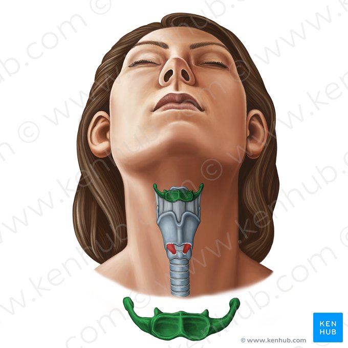 Hyoid bone (Os hyoideum); Image: Irina Münstermann