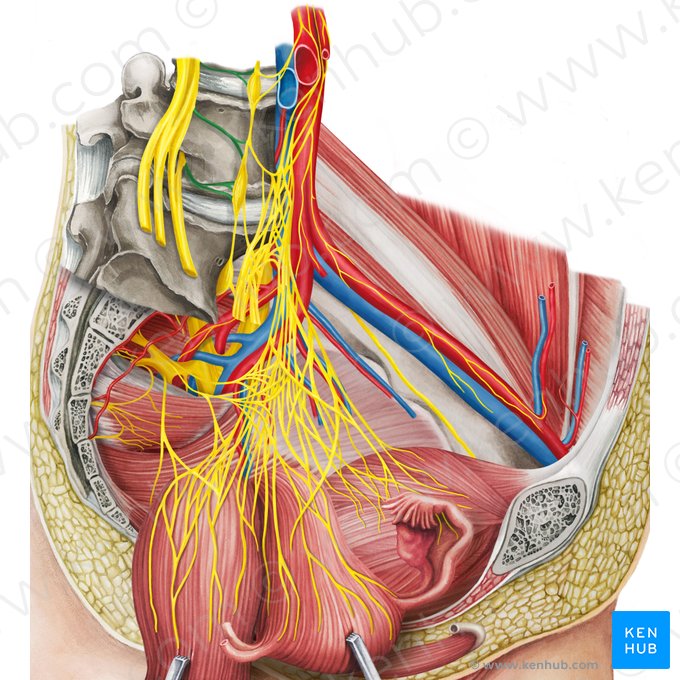 Gray communicating branch of spinal nerve (Ramus communicans griseus nervi spinalis); Image: Irina Münstermann