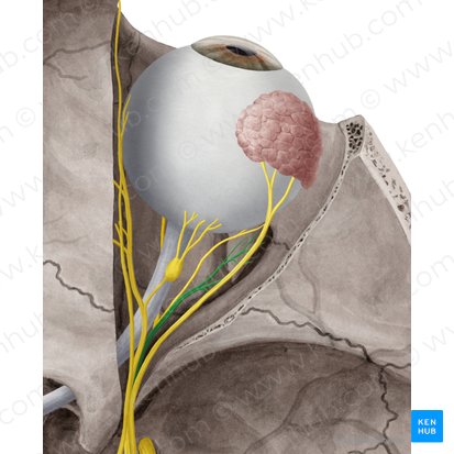 Nervus abducens (Augenabziehnerv); Bild: Yousun Koh