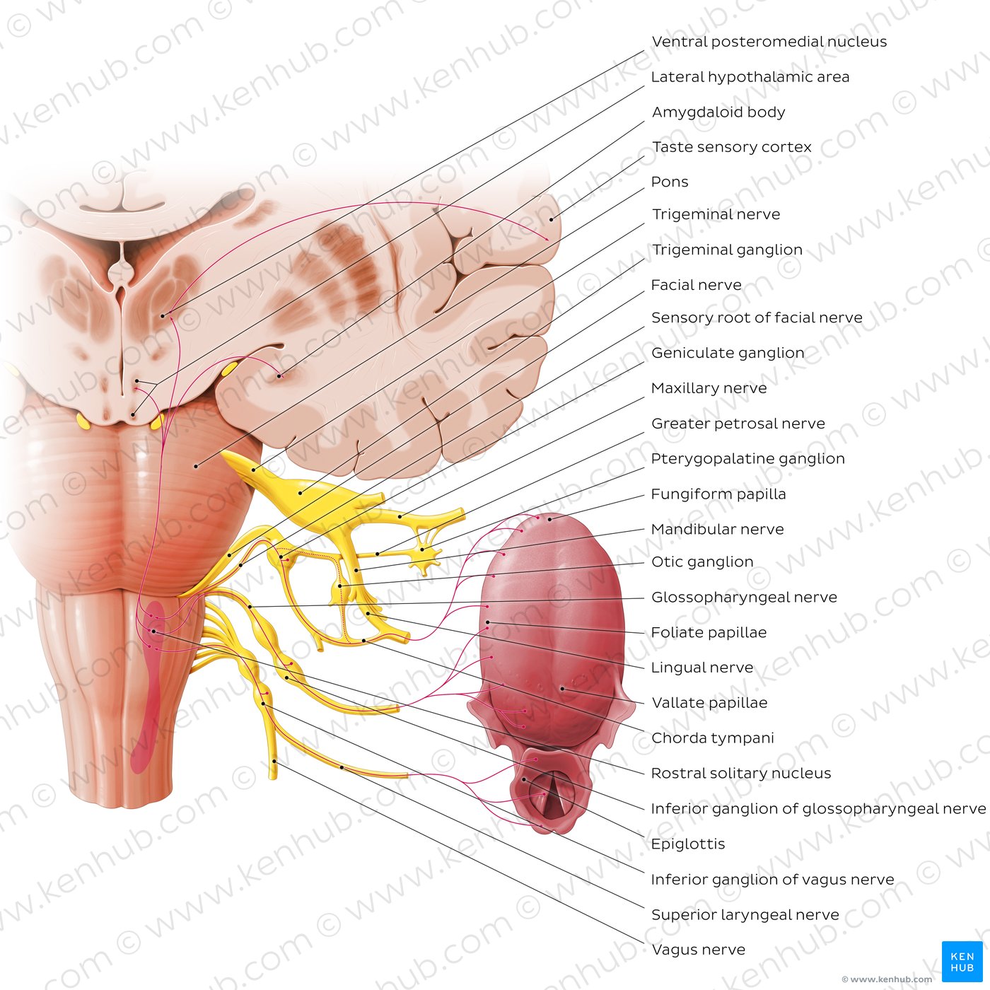 Anatomy of taste pathway (diagram)