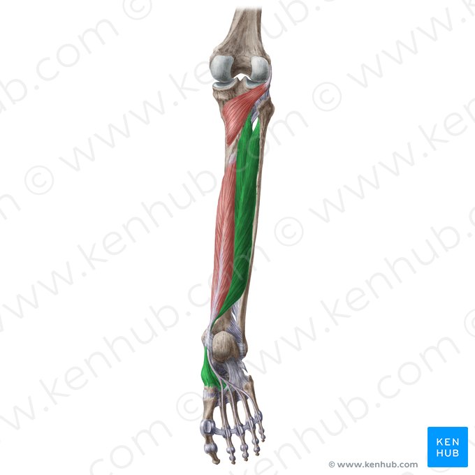 Musculus tibialis posterior (Hinterer Schienbeinmuskel); Bild: Liene Znotina