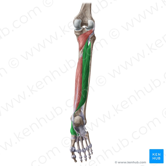 Músculo tibial posterior (Musculus tibialis posterior); Imagem: Liene Znotina