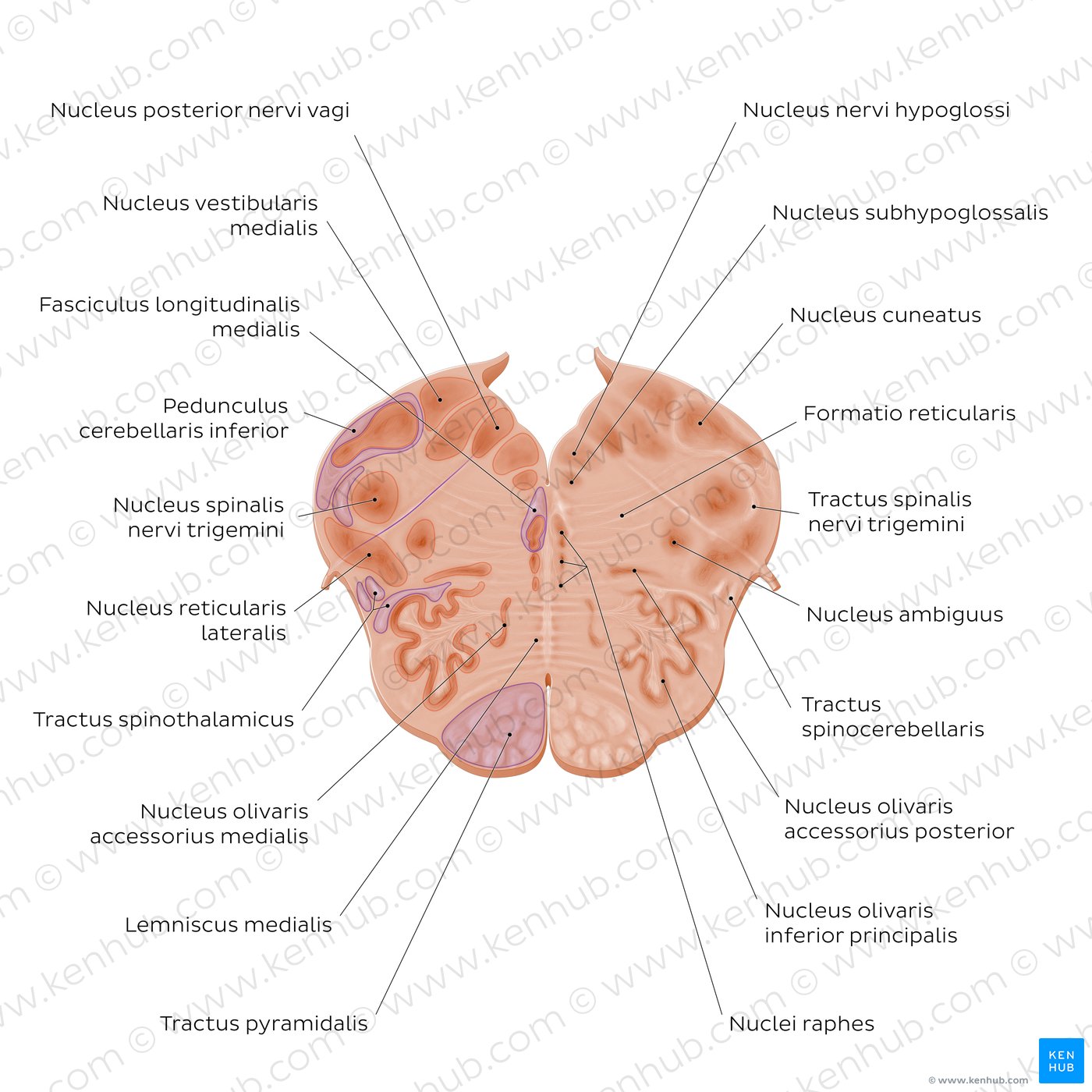 Medulla oblongata: Vagus nerve level