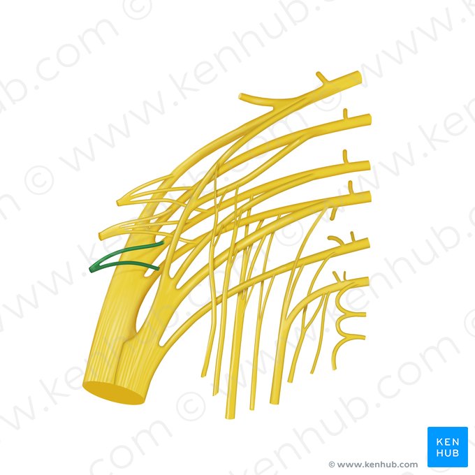 Nervus musculi piriformis (Nerv zum birnenförmigen Muskel); Bild: Begoña Rodriguez