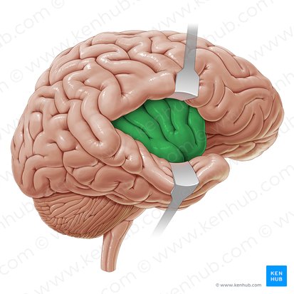 Insular lobe (Insula); Image: Paul Kim