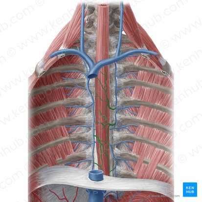 Venae oesophageales (Speiseröhrenvenen); Bild: Yousun Koh