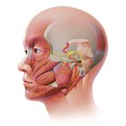 Facial nerve (CN VII)