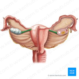 Proper ovarian ligament (Ligamentum proprium ovarii); Image: Samantha Zimmerman