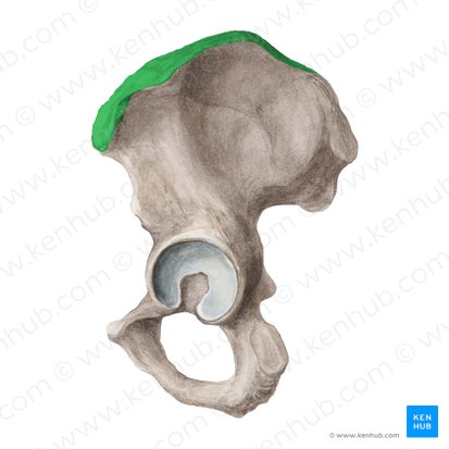 Iliac crest (Crista iliaca); Image: Liene Znotina