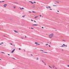 Cardiac muscle