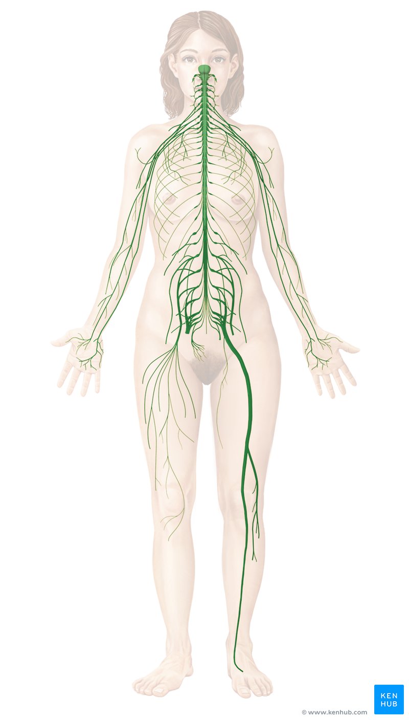 Nervous system diagram