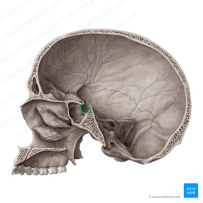 Sella turcica of sphenoid bone (Sella turcica ossis sphenoidalis); Image: Yousun Koh