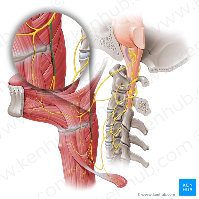 Raíz superior del asa cervical (Radix superior ansae cervicalis); Imagen: Paul Kim
