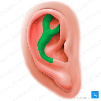 Antihélix de la oreja (Antihelix auriculae); Imagen: Paul Kim