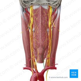 Nervus laryngeus recurrens dexter (Rechter rückläufiger Kehlkopfnerv); Bild: Yousun Koh