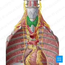Glândula tireoide (Glandula thyroidea); Imagem: Yousun Koh