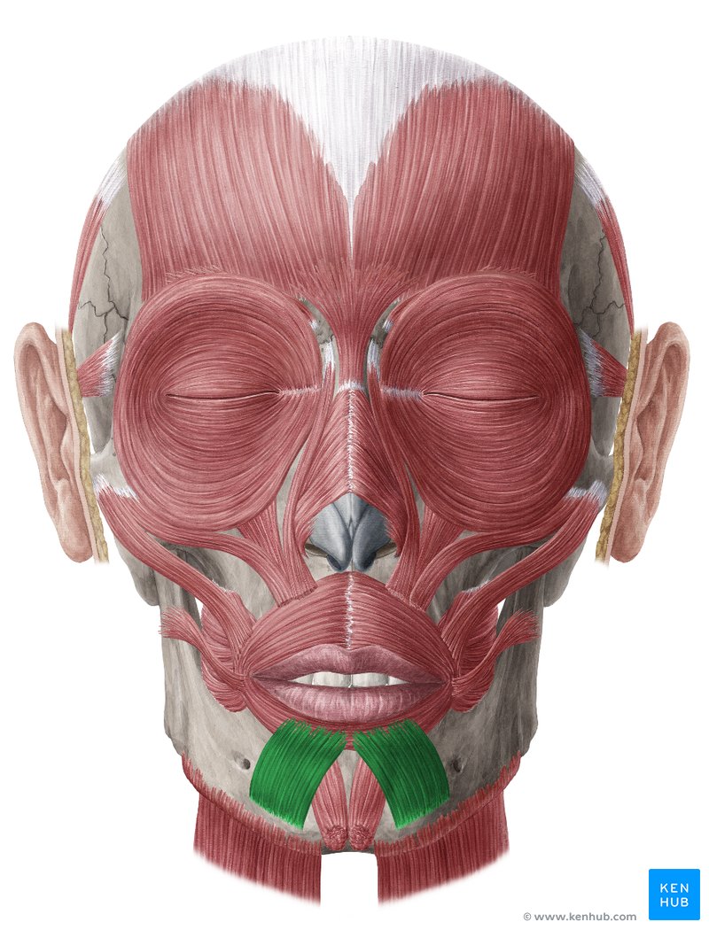 Depressor Labii Inferioris Muscle