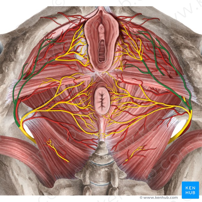Perineal nerve (Nervus perinealis); Image: Rebecca Betts