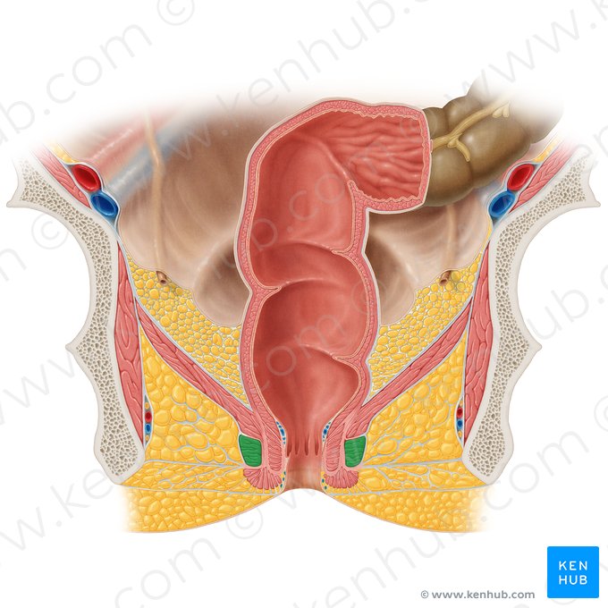 Parte superficial do músculo esfíncter externo do ânus (Pars superficialis musculi sphincteris externi ani); Imagem: Samantha Zimmerman